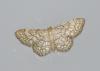 Idaea moniliata